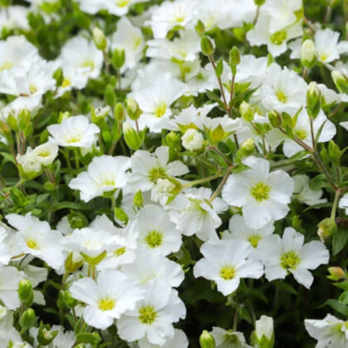 Arenaria montana 'Summer White Compact'