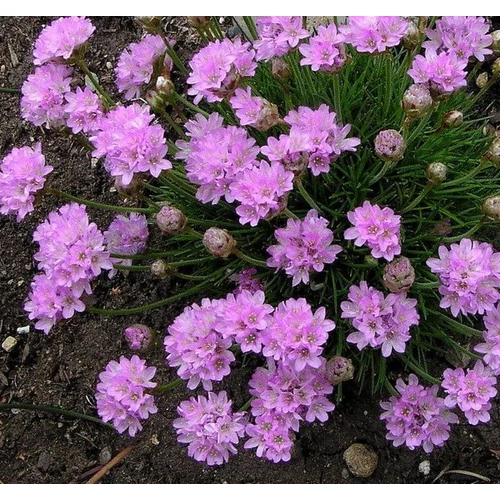 Armeria juniperifolia 'New Zealand Form' ('Sugar Baby')