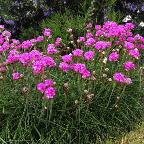 Armeria maritima 'Armada Pink'