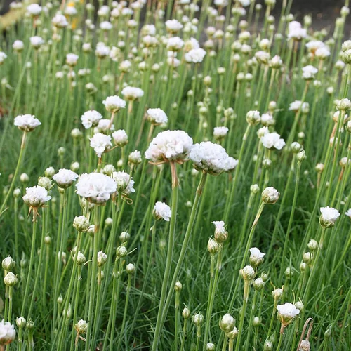 Armeria maritima 'Armada White'