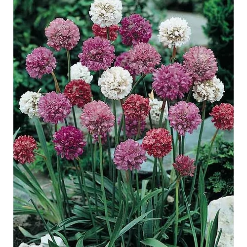Pázsitszegfű tengerparti fehér/rózsaszín/piros - Armeria maritima 'Ornament' 15/25cm K17cm