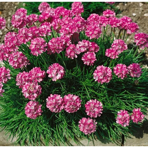 Armeria maritima 'Rosea Compacta'