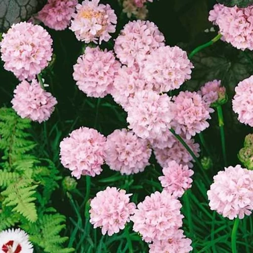Armeria maritima 'Schöne von Fellbach'