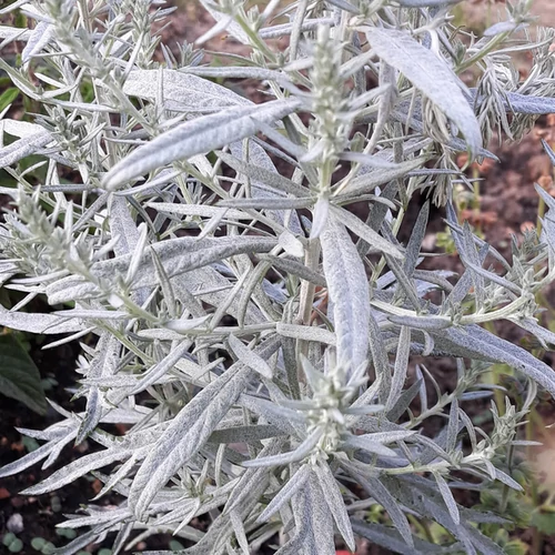 Artemisial udoviciana 'Valerie Finnis'
