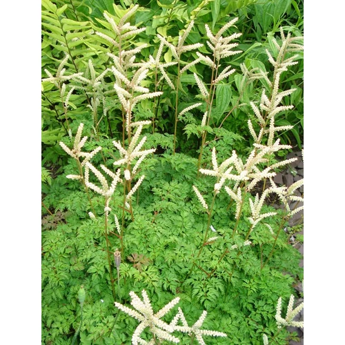 Aruncus aethusifolius 'Filigran'