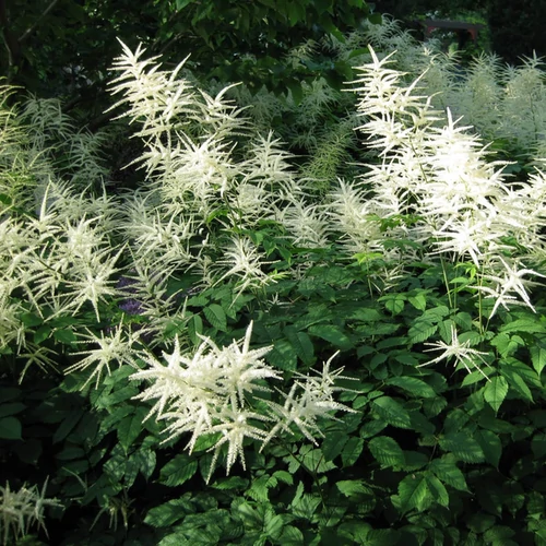 Aruncus dioicus