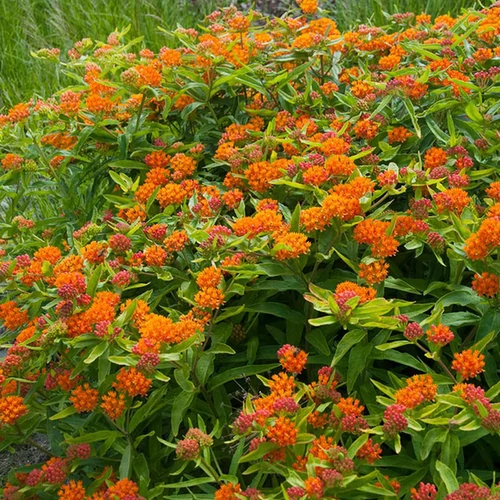 Asclepias tuberosa