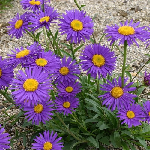Aster alpinus 'Dunkle Schöne'