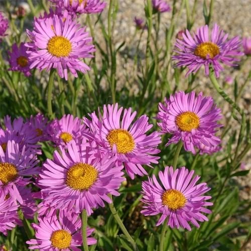 Aster alpinus 'Happy End'