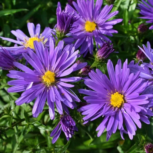 Aster dumosus 'Azurit'