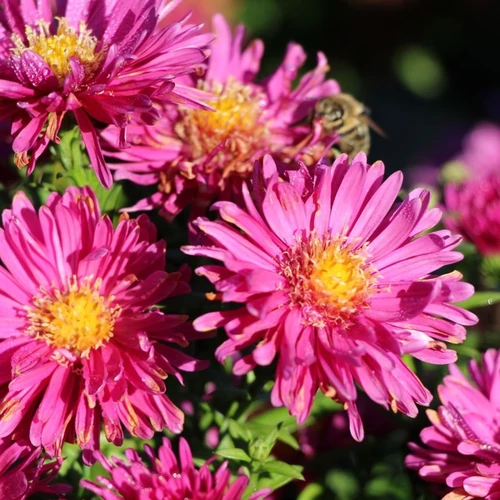Aster dumosus 'Granat'