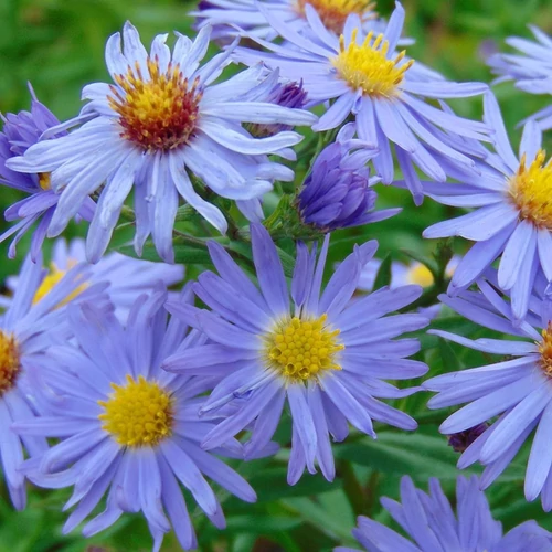 Aster dumosus 'Indigo'