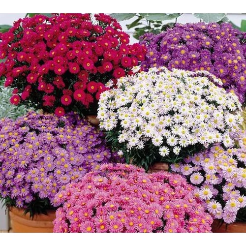 Aster dumosus