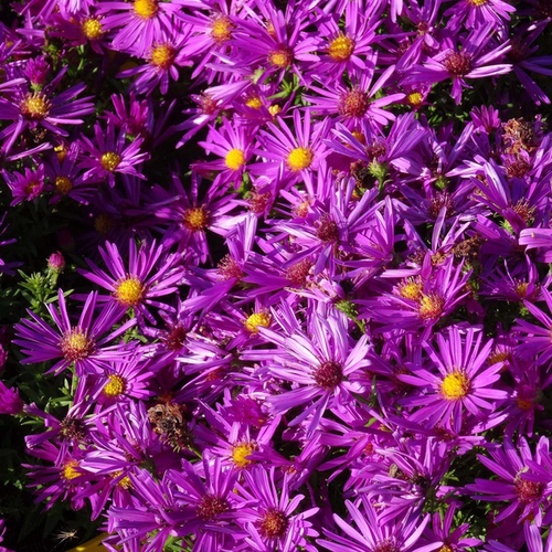 Aster dumosus 'Purple Diamond'