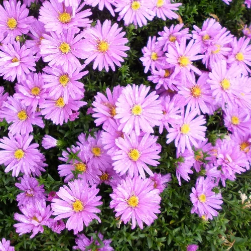 Aster dumosus 'Rosenwichtel'