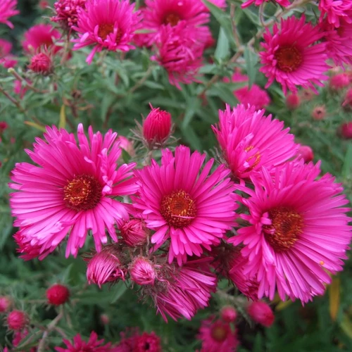 Aster novae angliae 'Andenken an Alma Pötschke'