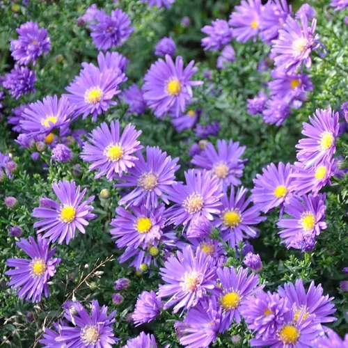 Aster novi-belgii 'Schöne von Dietlikon'