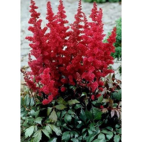 Astilbe arendsii 'Spartan'