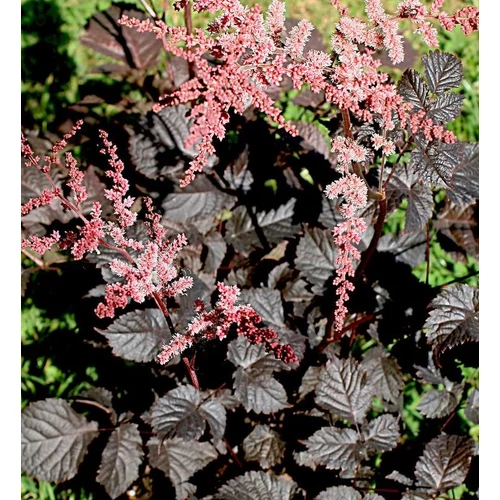 Tollbuga kerti csokoládébarna - Astilbe 'Chocolate Shogun' 20/30cm K14cm