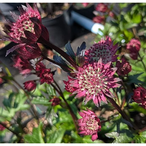 Astrantia major 'Burgundy Manor'