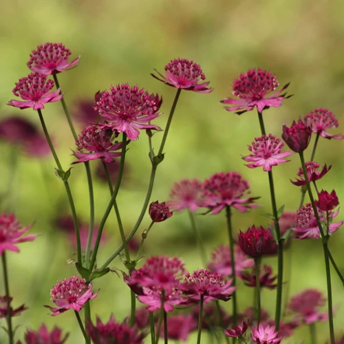 Astrantia major 'Claret'