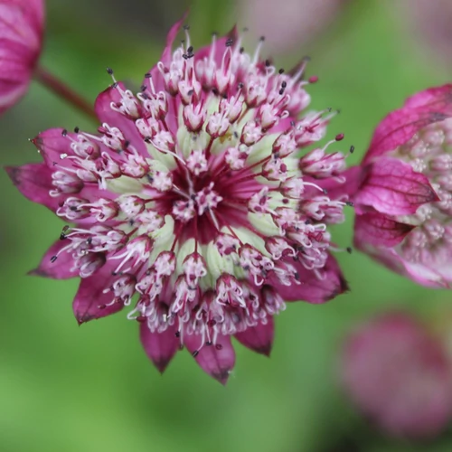 Astrantia major 'Primadonna'