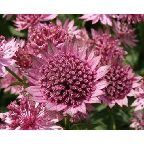 Astrantia major 'Roma'