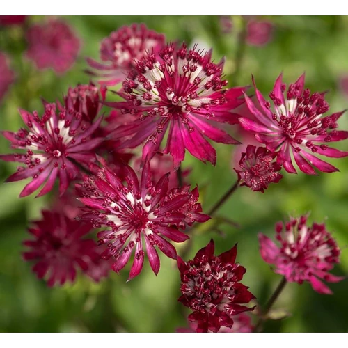 Astrantia major 'Ruby Wedding'