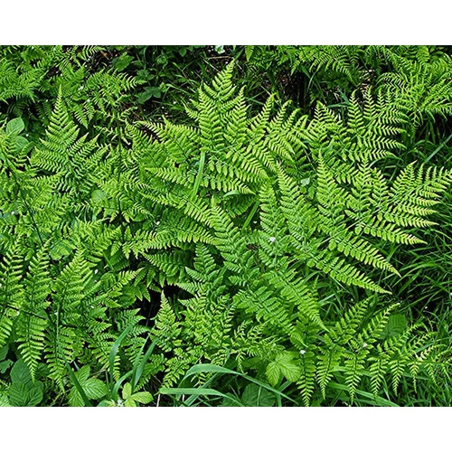 Hölgypáfrány - Athyrium filix-femina 30/40cm K2l