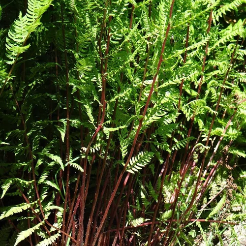 Athyrium filix 'Lady in Red'
