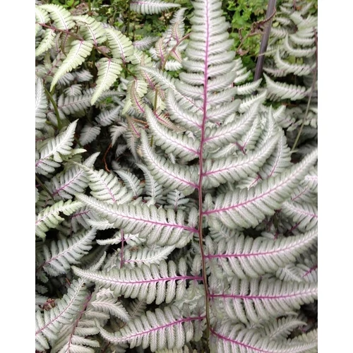 Athyrium niponicum 'Silver Falls'