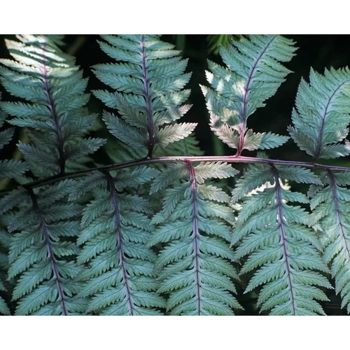 Athyrium niponicum var. pictum