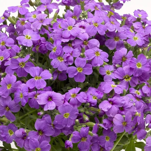 Aubrieta 'Audrey Light Blue Improved'
