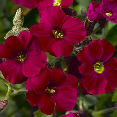Aubrieta 'Axcent Burgundy Improved'
