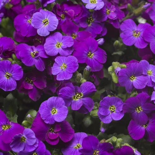 Aubrieta 'Axcent Deep Purple'
