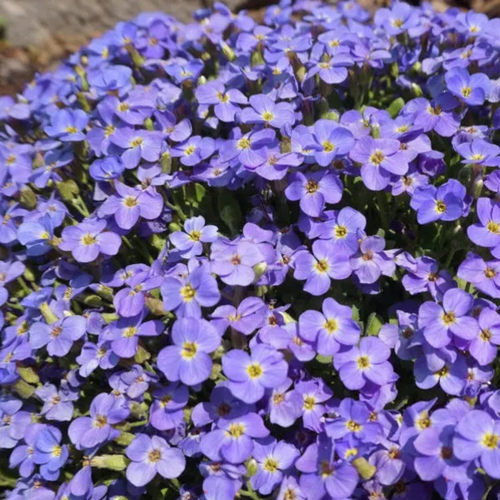 Aubrieta 'Axcent Light Blue'