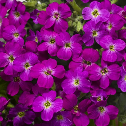Aubrieta 'Axcent Lilac'