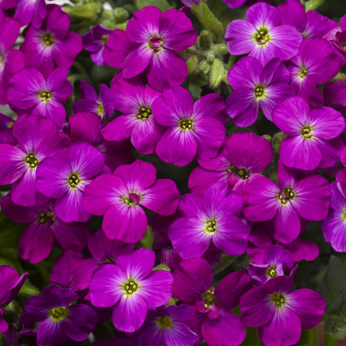 Aubrieta 'Axcent Lilac'