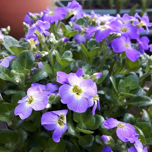 Aubrieta 'Glacier Blue'