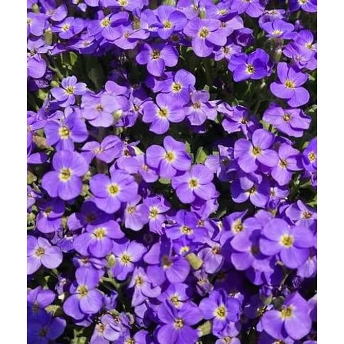 Aubrieta gracilis 'Kitte Blue'