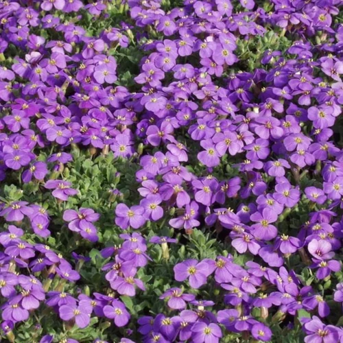 Aubrieta 'Hamburger Stadtpark'