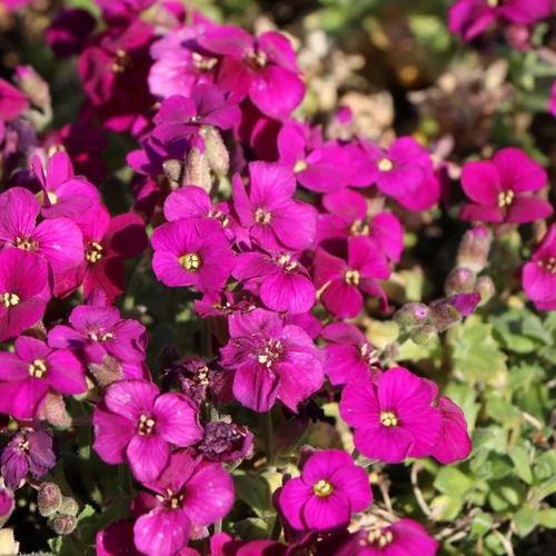 Aubrieta 'Regado Red'