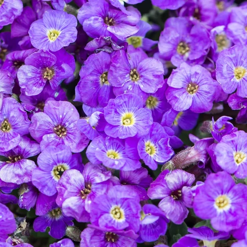 Aubrieta 'Violet with Eye'