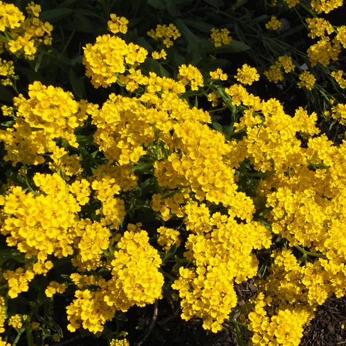 Aurinia saxatilis 'Summit'