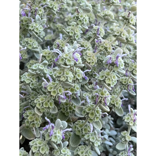 Ballota pseudodictamnus 'Compact Form'