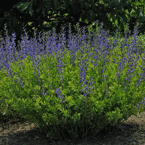 Baptisia 'Blueberry Sundae'