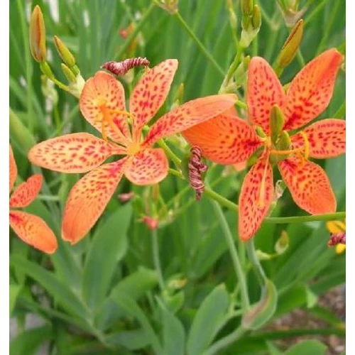 Belamcanda chinensis