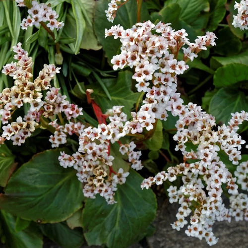 Bőrlevél fehér - Bergenia 'Bressingham White' 20/30cm K14cm