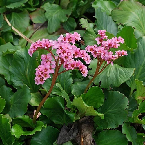 Bergenia cordifolia