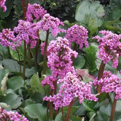 Bergenia 'Winterglöd'